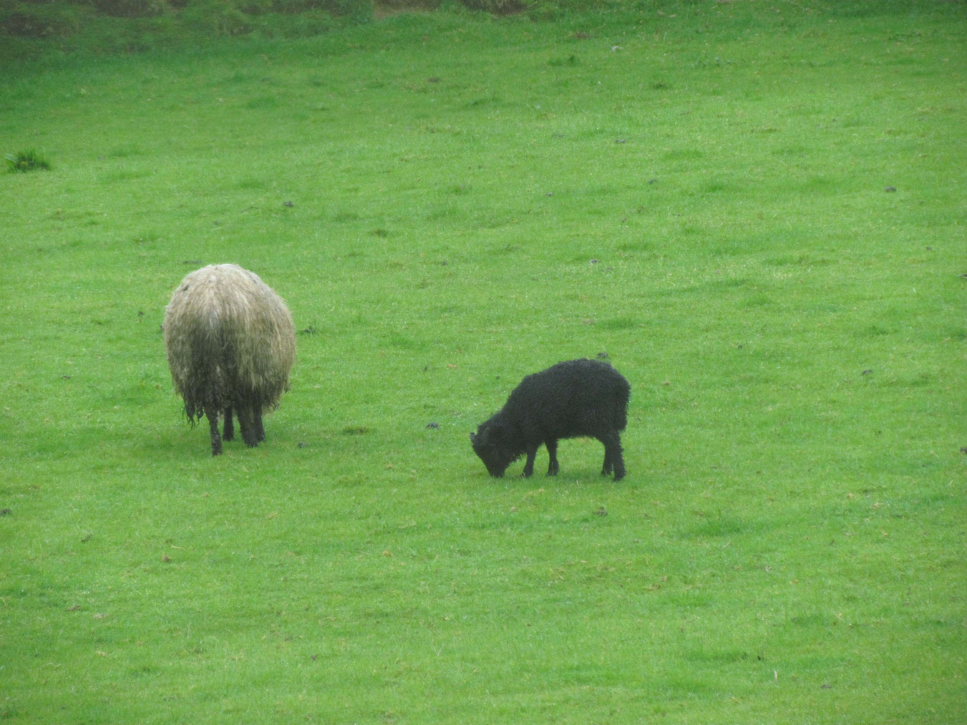 Black Sheep Stage of Life